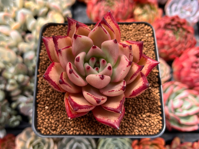 succulent plant with bright pink flowers Echeveria Agavoides 'Pink Bright' 4" New Hybrid Succulent Plant – True Succulents  Plant Co