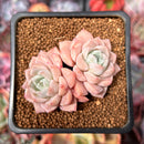 Echeveria 'Pink Spot' 2" Cluster Succulent Plant