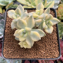 Graptoveria 'Titubans' Variegated 3" Cluster Succulent Plant