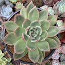 Echeveria 'White Champaign' 4" Succulent Plant