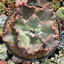 Echeveria 'Cleopatra' 3" Succulent Plant