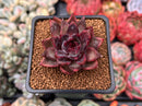 Echeveria Agavoides 'Nike' 2" Succulent Plant