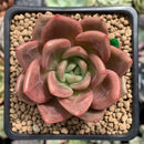 Echeveria Agavoides 'Baekya' 2" Succulent Plant