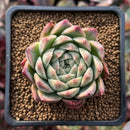 Echeveria 'Red Mill' 2" Seed-grown New Hybrid Succulent Plant