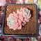 Echeveria 'Pink Spot' 1" Cluster Succulent Plant