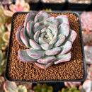 Echeveria 'Milk Rose' 2" Succulent Plant
