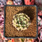 Echeveria Agavoides 'Black Cat' 1" Succulent Plant