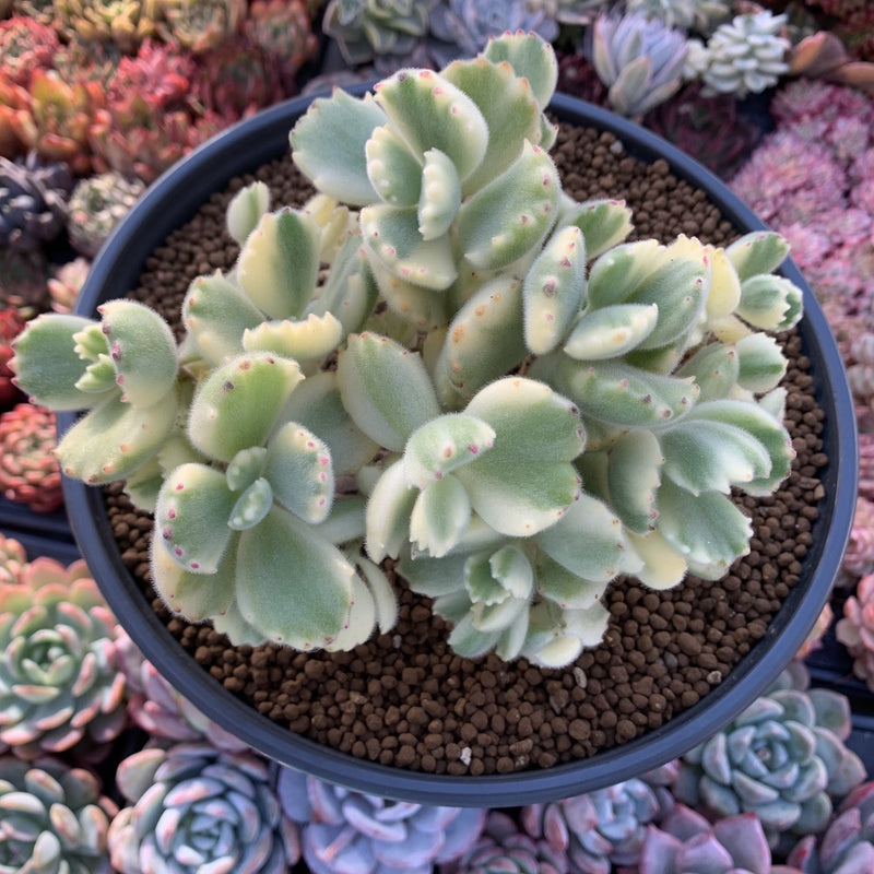 bear paw succulent variegated Cotyledon Tomentosa 'Bear Paw' Variegated 6" Cluster Succulent Plant – True Succulents Plant Co