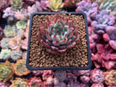 Echeveria 'Kotaro' 1" Succulent Plant