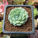 Echeveria 'Hearts Choice' 1" Succulent Plant