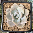 Echeveria 'La Bamba' 3" Succulent Plant