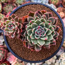 Echeveria Agavoides 'Rudolph' 4" Succulent Plant