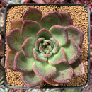 Echeveria Agavoides 'Lejyong' 3" Succulent Plant