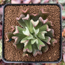 Echeveria 'Black Hawk' 2" Succulent Plant