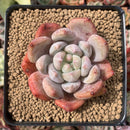 Echeveria 'Zenith' 3" Succulent Plant