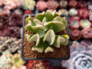 Echeveria 'Black Hawk' 2" Succulent Plant
