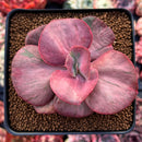 Echeveria 'Suyon Frill' Variegated 3" Succulent Plant