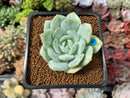 Echeveria 'Derlu' 2" Succulent Plant
