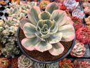 Echeveria 'Secunda' Variegated 4" Succulent Plant