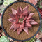 Echeveria Agavoides 'Sirus' 3" Succulent Plant