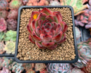 Echeveria Agavoides 'Fire Pillar' 2"-3" Succulent Plant