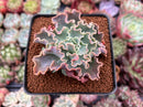 Echeveria 'Blue Curls' 2"-3" Succulent Plant