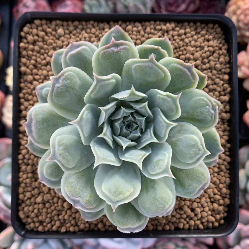 succulent hearts Echeveria 'Hearts Choice' 3" Succulent Plant – True Succulents Plant Co