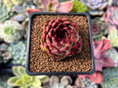 Echeveria Agavoides sp. 2" Succulent Plant