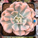 Echeveria Runyonii Variegated (Aka Echeveria 'Akaihosi' Variegated) 2" Succulent Plant