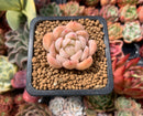 Echeveria sp. 1" Succulent Plant