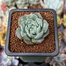 Echeveria 'Snow Drop' 1" New Hybrid Succulent Plant