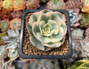 Echeveria 'Compton Carousel' Variegated 1"-2" Succulent Plant