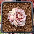 Echeveria 'Red Velvet' 1" Cluster Succulent Plant