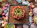 Echeveria Agavoides 'Sarahime' Super Clone 1"-2" Succulent Plant