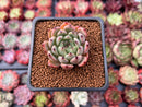 Echeveria Agavoides 'Redtips' 1" Succulent Plant