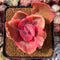 Echeveria 'Golden State' Variegated 2"-3" Succulent Plant