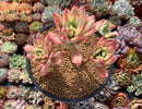 Echeveria 'Minibelle' Variegated Cluster 3"-4" Succulent Plant