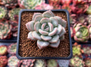Echeveria 'Ice Cream' 2" Powdery Succulent Plant