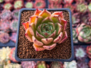 Echeveria Agavoides 'Sarabony' 2" (Seed Grown) Succulent Plant