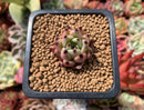 Echeveria Agavoides 'Black Cat' 1" Succulent Plant