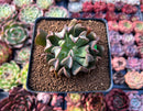 Echeveria 'Black Hawk' 2" Succulent Plant