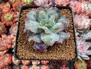 Echeveria 'Blue Spur' 4" New Hybrid Succulent Plant