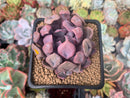 Echeveria 'Cupid' 2" Succulent Plant