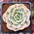 Echeveria Runyonii Variegated (Aka Echeveria 'Akaihosi' Variegated) 2" Succulent Plant