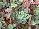 Echeveria 'White Champaign' 4” Succulent Plant