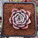 Echeveria 'Epley' 2" New Hybrid Succulent Plant