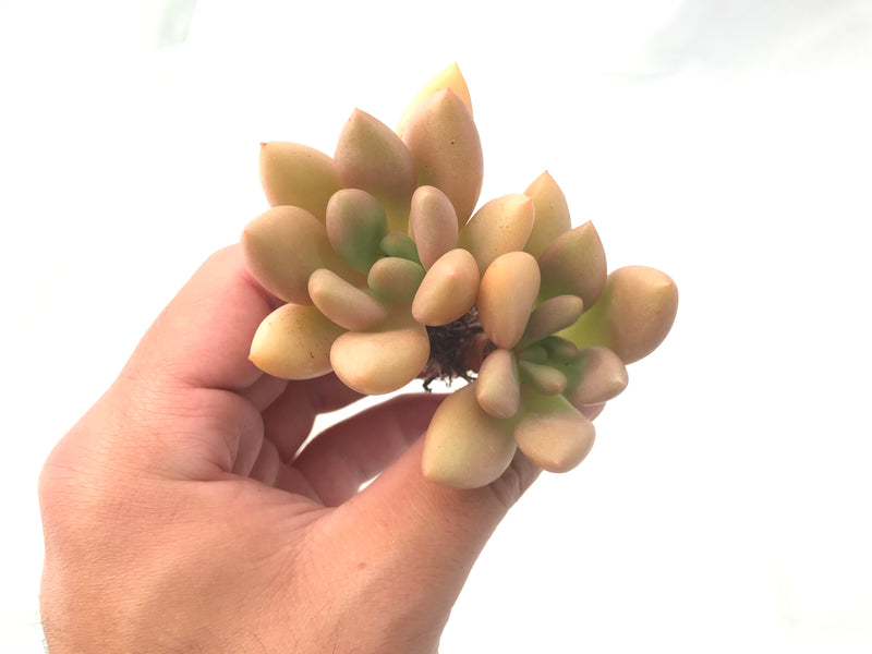 Graptoveria 'Ruby Donna' Double Headed Cluster 3" Rare Succulent Plant