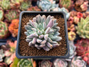 Echeveria 'Hamilton' 2" Cluster New Hybrid Succulent Plant