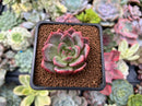Echeveria 'Champaign' 1" Succulent Plant