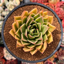 Echeveria Agavoides 'Miranda' 3"-4" Succulent Plant